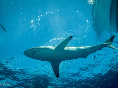Caribbean reef shark