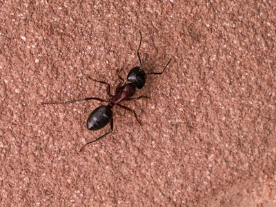 Carpenter Ant