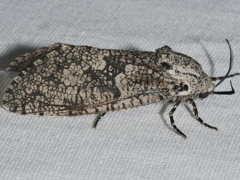 Triangular Tree Bug List of Tree Bugs - Flora Fauna Fun