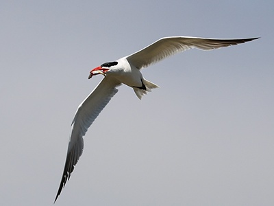 Caspian Tern