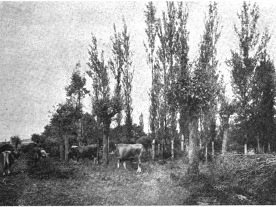 Cattle (ganado vacuno)