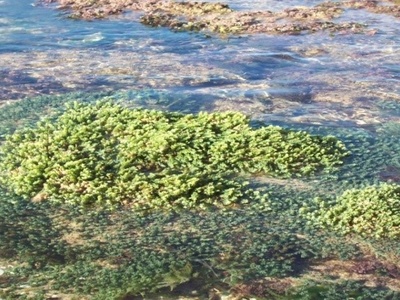 Caulerpa cylindracea