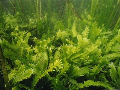 Caulerpa taxifolia