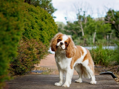 Cavalier King Charles Spaniel