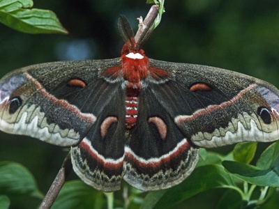 Cecropia Moth