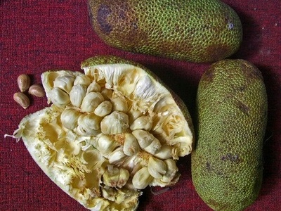 Cempedak