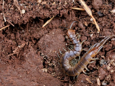 Centipede (large Scolopendra)