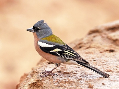 Chaffinch