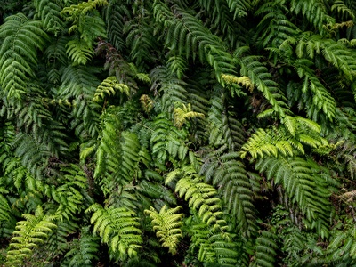 Chain fern