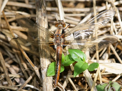 Chalk-fronted Corporal