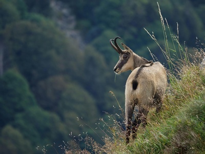 Chamois