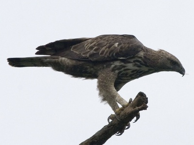 Changeable Hawk-Eagle