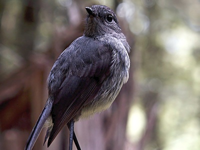 Chatham Island black robin