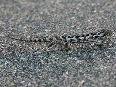 Checkered neotropical lizard