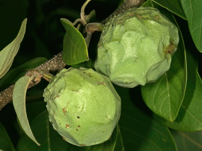 Cherimoya