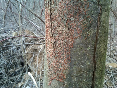 Chestnut blight