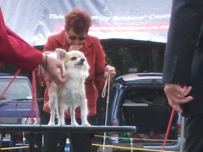 Chihuahua (Long Coat)