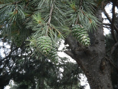 Chilgoza pine