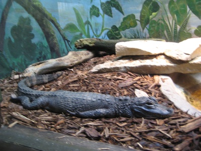 Chinese Alligator