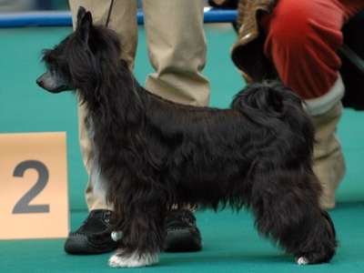 Chinese Crested (Powderpuff)