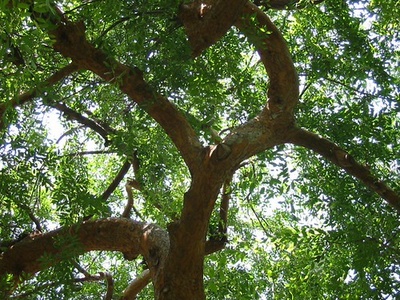 Chinese elm