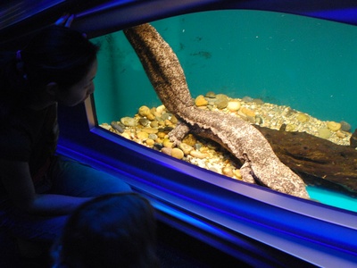 Chinese Giant Salamander