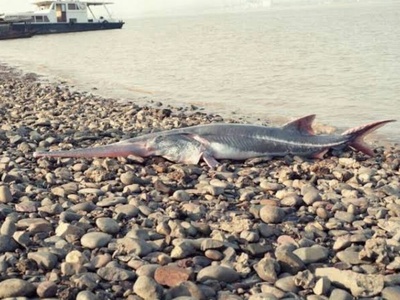 Chinese Paddlefish