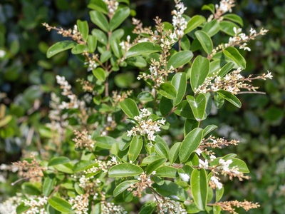 Chinese privet