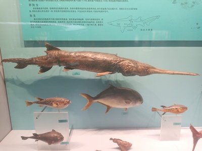 Chinese Sturgeon