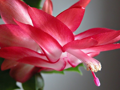 Christmas Cactus