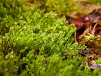 Christmas Moss