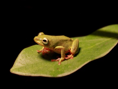Cinnamon-bellied Reed Frog