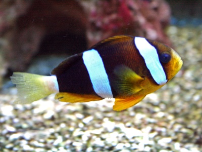 Clark's Anemonefish
