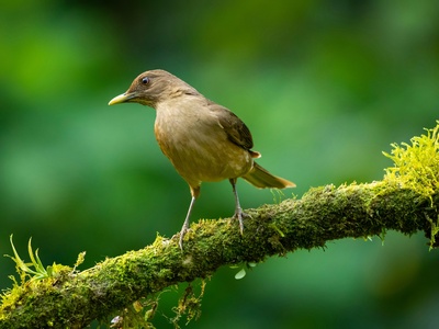 Clay‑colored Thrush