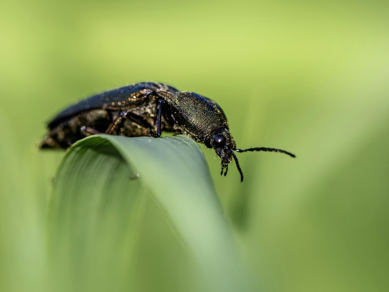 Temperate Forest Insects List - Flora Fauna Fun