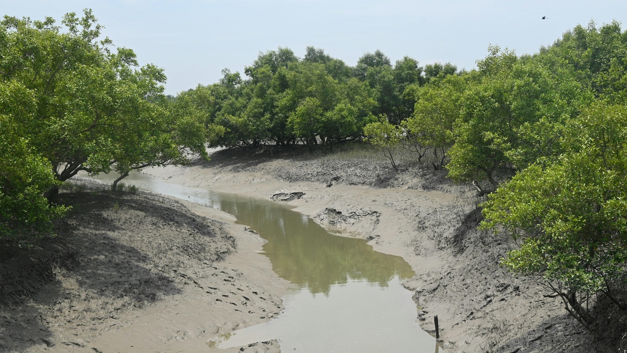 Coastal mangrove restoration protecting shoreline from waves and supporting wildlife