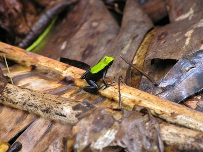 Climbing Mantella