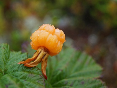 Cloudberry