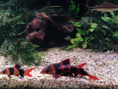 Clown loach