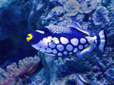 Clown Triggerfish