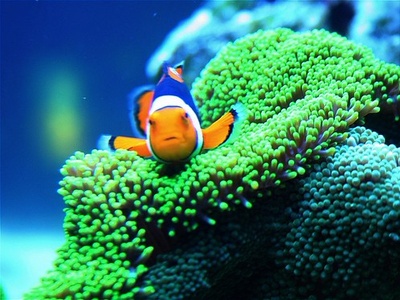 Clownfish