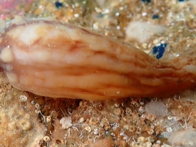Clubbed tunicate