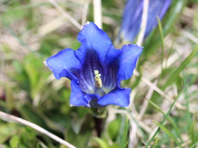 Clusius’ gentian