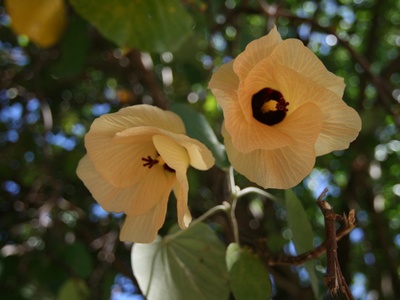 Coast hibiscus