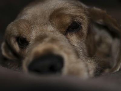 Cocker Spaniel, American