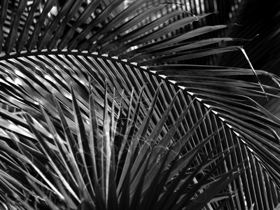 Coconut Palm