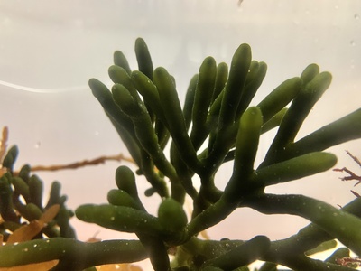 Codium (dead man's fingers)