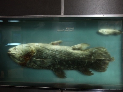 Coelacanth