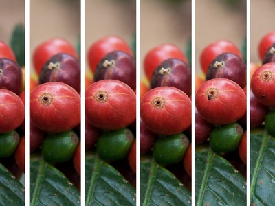 Coffee berry borer