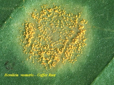 Coffee rust